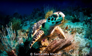 We found this guy eating! I tried to see how close I coul... by Samantha Morgan 